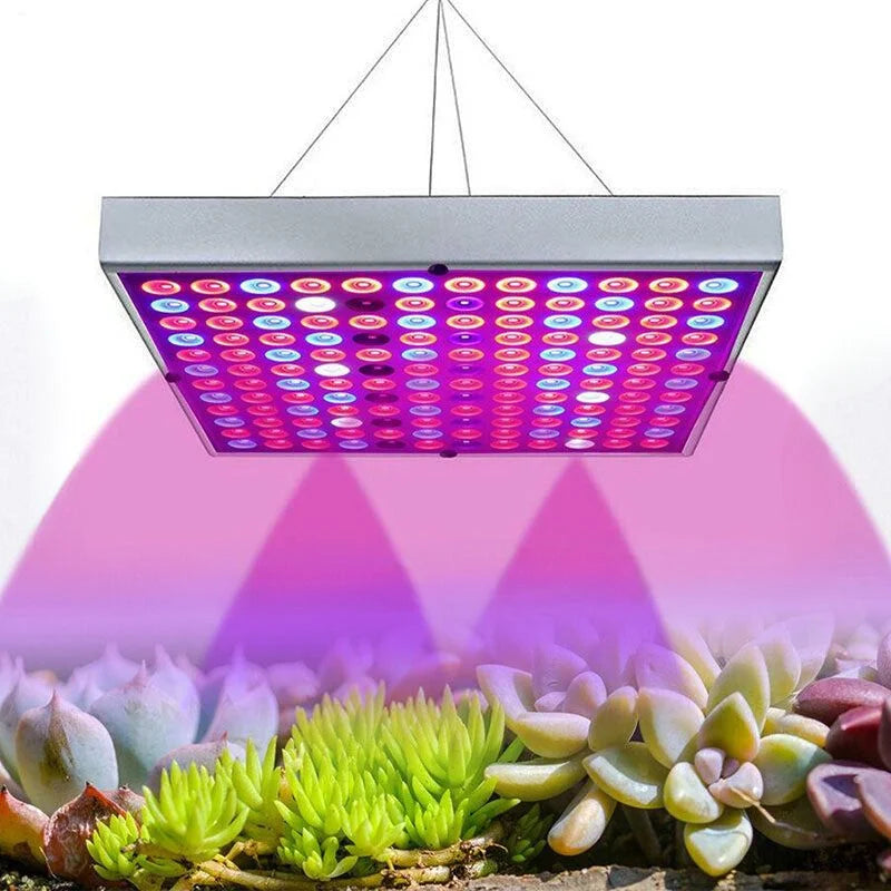 Raxiva growth led light
