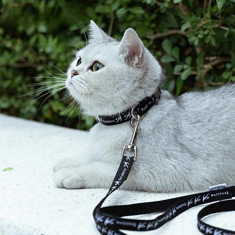 Raxiva - Cotton Cat Collar and Leash