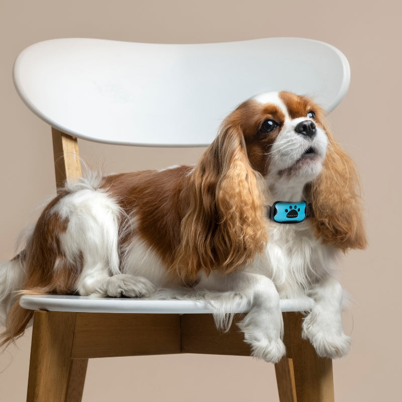 Raxiva humane no shock bark collar